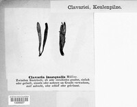 Clavulinopsis helvola image